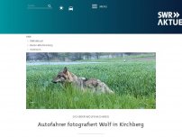 Bild zum Artikel: Autofahrer fotografiert Wolf in Kirchberg