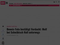 Bild zum Artikel: Wolf im Kreis Schwäbisch Hall aufgetaucht - Raubtier ist aus Bayern eingewandert
