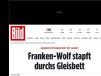 Bild zum Artikel: Jägerin fotografiert mit Handy - Franken-Wolf stapft durchs Gleisbett
