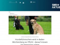Bild zum Artikel: Hundeführerschein wird in Baden-Württemberg zur Pflicht