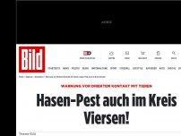 Bild zum Artikel: Warnung vor Kontakt - Hasen-Pest auch im Kreis Viersen!