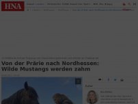 Bild zum Artikel: Von der Prärie nach Nordhessen: Wilde Mustangs werden zahm