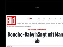 Bild zum Artikel: Neuling im Leipziger Zoo - Bonobo-Baby hängt mit Mama ab