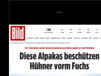 Bild zum Artikel: Durch lautes Wiehern  - Alpakas beschützen Hühner vor dem Fuchs