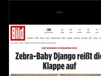 Bild zum Artikel: Zum Wiehern im Dresdner Zoo! - Zebra-Baby Django reißt die Klappe auf