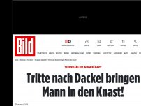 Bild zum Artikel: Tierquäler abgeführt - Tritte nach Dackel bringen Mann in den Knast!