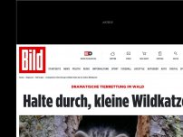 Bild zum Artikel: Dramatische Tierrettung im Wald - Halte durch, kleine Wildkatze!