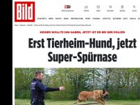 Bild zum Artikel: Keiner wollte ihn haben - Erst Tierheim-Hund, jetzt Super-Spürnase