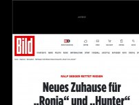 Bild zum Artikel: Ralf Seeger rettet Riesen - Neues Zuhause für „Ronja“ und „Hunter“