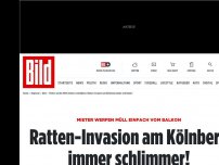 Bild zum Artikel: Mieter werfen Müll vom Balkon - Ratten-Invasion am Kölnberg immer schlimmer!