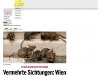 Bild zum Artikel: Vermehrte Sichtungen: Wien droht eine Rattenplage