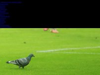 Bild zum Artikel: EM 2021: Flügelspiel wörtlich genommen: Taube auf dem Feld belustigt deutsche Fans