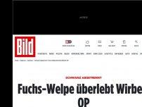 Bild zum Artikel: Schwanz abgetrennt - Fuchs-Welpe überlebt Wirbel-OP