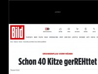 Bild zum Artikel: Drohnenflug vorm Mähen - Schon 40 Kitze gerREHttet