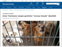 Bild zum Artikel: Erste Tierheime wegen gestörter 'Corona-Hunde' überfüllt