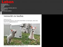 Bild zum Artikel: 'Lebenslust': ein besonderer Hund verliert nicht den Mut und versucht zu laufen