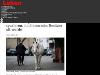 Bild zum Artikel: Die Stadtlegende: Das Pferd geht seit vierzehn Jahren alleine spazieren, nachdem sein Besitzer alt wurde