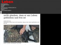 Bild zum Artikel: Aufrichtige Dankbarkeit in den Augen: Geretteter Kater kann nicht glauben, dass er am Leben geblieben und frei ist