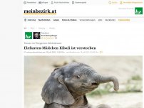 Bild zum Artikel: Elefanten-Mädchen Kibali ist verstorben