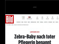 Bild zum Artikel: Leipziger Zoo - Zebra-Baby nach toter Pflegerin benannt