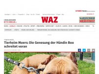 Bild zum Artikel: Tierheim Moers: Tierheim Moers: Die Genesung der Hündin Boo schreitet voran