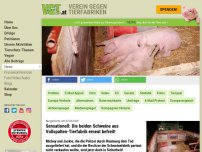 Bild zum Artikel: Sensationell: Die beiden Schweine aus Vollspalten-Tierfabrik erneut befreit!