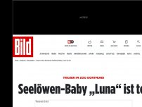 Bild zum Artikel: Trauer im Zoo Dortmund - Seelöwen-Baby „Luna“ ist tot