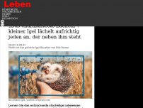 Bild zum Artikel: „Das charmanteste Lächeln': kleiner Igel lächelt aufrichtig jeden an, der neben ihm steht