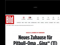 Bild zum Artikel: Nach 9 Jahren im Tierheim! - Neues Zuhause für Pitbull-Oma „Gina“ (11)