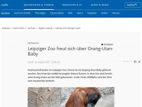 Bild zum Artikel: Leipziger Zoo freut sich über Geburt von Orang-Utan-Mädchen