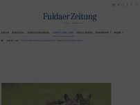 Bild zum Artikel: Weiteres Wolfspaar in Hessen nachgewiesen: Großer Unmut bei Schafzüchtern