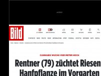 Bild zum Artikel: Im Vorgarten - Rentner (79) züchtet Riesen-Drogenpflanze