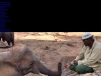 Bild zum Artikel: Kenia: Elefantendame kehrt nach Jahren aus der Wildnis zurück, um ihren Pfleger zu besuchen