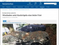 Bild zum Artikel: Stadt Wiesbaden setzt Kackvögeln eine letzte Frist