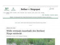 Bild zum Artikel: Tiere: Wolfsrudel innerhalb des Berliner Rings entdeckt
