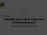 Bild zum Artikel: Hündin harrt drei Tage am Untersberg aus