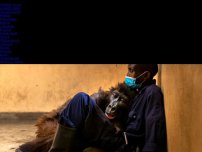 Bild zum Artikel: Sie war ein Internet-Star: Abschied nach 14 Jahren: Gorilla-Dame Ndakasi stirbt in den Armen ihres Pflegers