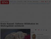Bild zum Artikel: Kreis Kassel: Seltene Wildkatze im Wohngebiet entdeckt