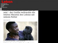Bild zum Artikel: „Ich werde bis zum Ende mit dir sein“: der Gorilla verbrachte die letzten Minuten des Lebens mit seinem Retter