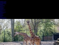 Bild zum Artikel: Notwendiger Eingriff: Trauer in Stuttgarter Zoo: Giraffe stirbt während Narkose