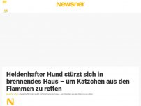 Bild zum Artikel: Heldenhafter Hund stürzt sich in brennendes Haus – um Kätzchen aus den Flammen zu retten