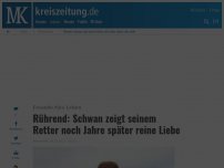 Bild zum Artikel: Rührend: Schwan zeigt seinem Retter noch Jahre später reine Liebe