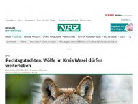 Bild zum Artikel: Wolf: Rechtsgutachten: Wölfe im Kreis Wesel dürfen weiterleben