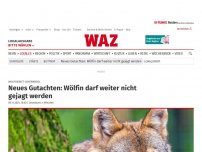 Bild zum Artikel: Wolfsgebiet Schermbeck: Neues Gutachten: Wölfin darf weiter nicht gejagt werden