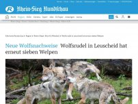 Bild zum Artikel: Neue Wolfsnachweise: Wolfsrudel in Leuscheid hat erneut sieben Welpen