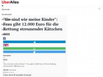 Bild zum Artikel: 'Sie sind wie meine Kinder': Frau gibt 12.000 Euro für die Rettung streunender Kätzchen aus