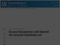 Bild zum Artikel: Einsame Katzenmutter zieht liebevoll vier verwaiste Hundebabys auf