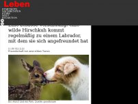 Bild zum Artikel: Eine zeitlose Verbindung: eine wilde Hirschkuh kommt regelmäßig zu einem Labrador, mit dem sie sich angefreundet hat