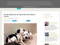 Bild zum Artikel: Der Hund weigerte sich, das Tierheim ohne seine Freundin zu verlassen