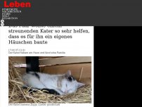 Bild zum Artikel: Das Paar wollte einem streunenden Kater so sehr helfen, dass es für ihn ein eigenes Häuschen baute